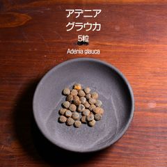 アデニア・グラウカ 種子 5粒 塊根植物 コーデックス 多肉植物 観葉植物 アデニアグラウカ Adenia glauca