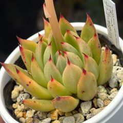 ★人気レア品種！★エボニー×ザラゴーサSPノバ 多肉植物 （抜き苗）自家繁殖 国産