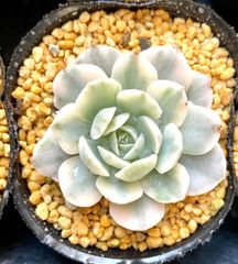 マカベニア錦　小株　エケベリア　韓国苗　多肉植物