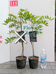 ラスト【訳あり】アメリカフジ　アメジストフォール　４.５号鉢　藤の花