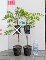 ゆう②⑤アメリカフジ　6号2苗セット 楽天市場】アメリカ藤苗の通販
