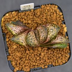 BANRI PLANTS - メルカリShops