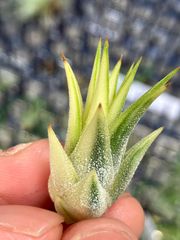 【v3様専用】チランジア イオナンタ アルボマルギナータ Tillandsia ionantha ‘Albomarginata’ キンクマ農園☆T00082