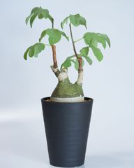 ペラルゴニウム・アルテルナンス - メルカリ