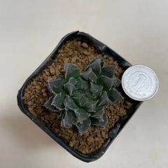 多肉植物　ハオルチア　有刺クーペリー　抜き苗　根付き