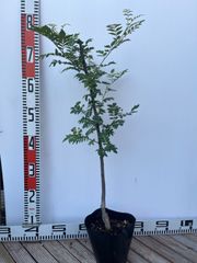 強い山椒苗 /スーパー朝倉山椒5号接木苗・強健台木