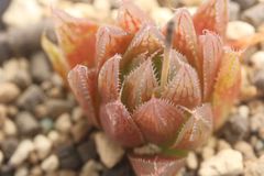 多肉植物 ハオルチア レイトニー