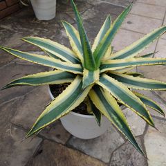 アガベ　アメリカーナ　コルネリウス　直径約52㎝　大株　AGAVE