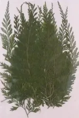 押し花素材パック　シダ18個入り　No1014