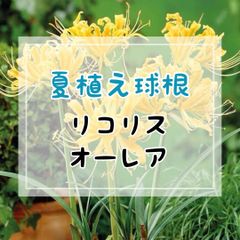 【夏植え球根】 リコリス・オーレア　2球入