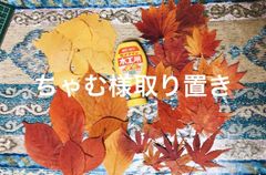 紅葉 もみじ さくら イチョウ 落ち葉 工作 押し花 mix 30枚セット