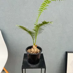 2026年最新】ソテツ 希少の人気アイテム - メルカリ