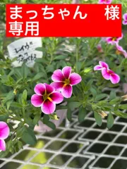 カリブラコア　ピンクバルバトス まっちゃん様専用