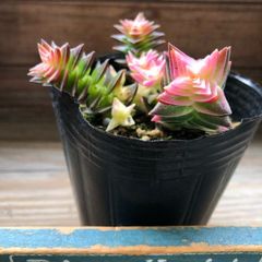 ポットごと 茜の塔錦♡レア品種♡斑入り♡アカネノトウニシキ♡多肉植物♡