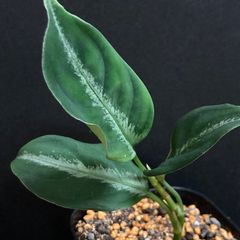 【美品】 アグラオネマ ピクタム   #27  /  斑入り  観葉植物