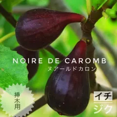 いちじく　穂木　挿し穂　　ご依頼用 いちじく 7品種 挿し木用 穂木 - メルカリ