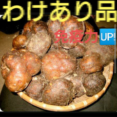 ⭐️丹波産山の芋ワケあり2キロ(山芋)