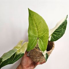 《シンゴニウム バーティック バリエガータ》Syngonium Bitik Variegated  観葉植物 斑入り ポット発送