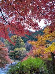 ホンナミロッド 474UL-P SOP スタッグ　ストレートタイプ彫物無しハンド ホンナミロッド 474UL-P SOP スタッグ ストレートタイプ彫物無し