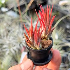 紅葉2株(固定無)＋ 1号鉢皿付き(保湿ベラボン少々)セット＊ チランジア イオナンタ エボリューション Tillandsia ionantha Evolution＊エアプランツ＠フラワーショップ江口