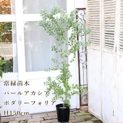 2025年最新】ミモザ 苗 花芽の人気アイテム - メルカリ