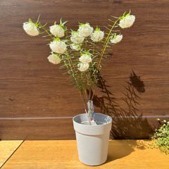 【可愛い手毬のような白い花】④ ピメレア ホワイトフェアリー オージープランツ 5号 ②
