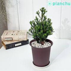 PLANCHU 観葉植物 コニファー レッドスター 4号鉢 受け皿付き 育て方説明書付き Chamaecyparis thyoides ‘Purple Heather’ パープルフェザー 庭木 植木 針葉樹 クリスマスツリー
