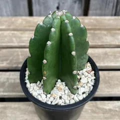 【鉢植え・送料込】柱サボテン ヌーダム (トゲ無し) ブランチ 沖縄育ち 鉢植え 柱サボテン ヌーダム (トゲ無し) ブランチ 沖縄育ち 鉢植え