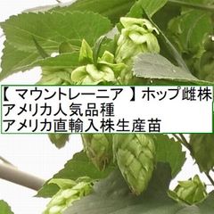 ホップ苗　マウントレーニア 雌株　アメリカ現役栽培品種 アメリカ直輸入株