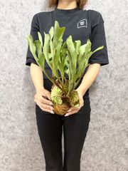 輸入直後!! 【 Mサイズ】A23 ▽P.ridleyi Wild from Central Borneo ▽ リドレー　リドレイ【PLANET】ビカクシダ