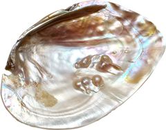 天然 パールシェル さざれ石 100g セット パワーストーン セージ香皿 浄化アイテム 小物入れ 貝皿