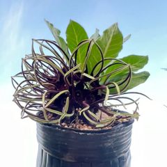 超希少コーデックス ブラキステルマ　バーベラエ　A1