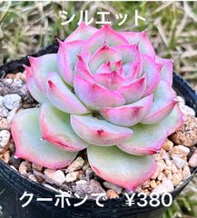 シルエット (小) 多肉植物 多肉 抜き苗 ピンク 紅葉 🩷
