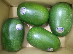 ミニ冬瓜　5㎏（3～5玉入り）　三浦市農協
