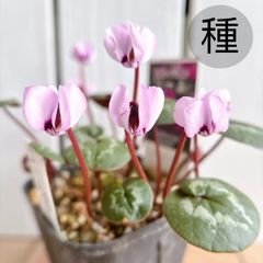 原種シクラメン　コウム　MIX　種（20粒）
