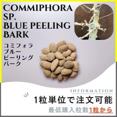【種子】コミフォラ ブルーピーリングバーク /セット割あり 数量1粒から購入OK