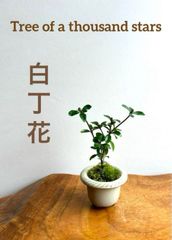 ミニ盆栽　八重白丁花（萬古焼・クリーム系）