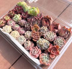 3/4 本日のサービス品♡ 多肉植物 34苗セット ¥3699 エケベリア 抜き苗