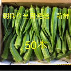 オクラ朝採れ発送50本
