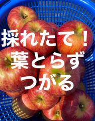 青森県産りんごつがる家庭用5キロ
