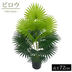 ビロウヤシ。クバ8号 ビロウヤシ。クバ8号