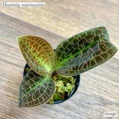 ドッシニア マルモラータ 2寸 (ジュエルオーキッド 宝石蘭 テラリウム パルダリウム Dossinia marmorata)のサムネイル
