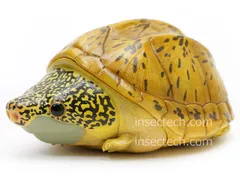 動物の惑星　アオウミガメ　フィギュア as-20アニア【アオウミガメ】｜動物・恐竜フィギュアのZOOO!