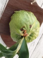 ビカクシダ　ホーンズサプライズ　Platycerium 'Horne's Surprise' (P.madagascariense X P.alcicorne)