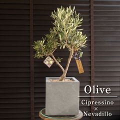 mBfYnhq54nS3oLt5s56mFQ.jpg@jpg