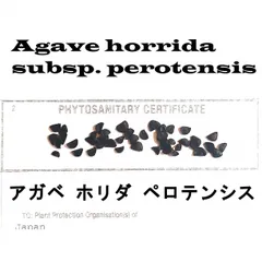 7月入荷 20粒+ アガベ ホリダ ペロテンシス 種子 種 証明書ありのサムネイル