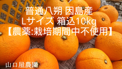 普通八朔　因島産　箱込10kg　Lサイズ【農薬：栽培期間中不使用】防腐剤無　農家直送　訳あり