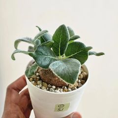 ⑪《Sinningia Leucotricha》シンニギア・レウコトリカ 断崖の女王 塊根植物 コーデックス