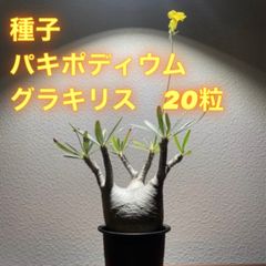 KIDONOMI PLANTS - メルカリShops