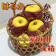 家庭用りんご　はるか　5k箱　小玉　青森県産弘前訳あり5kg